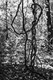 Entwined 20